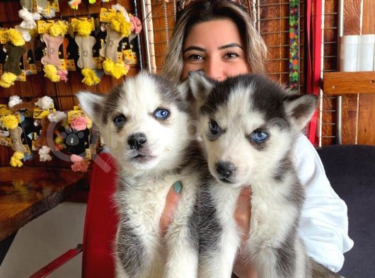 Kari̇zmati̇k Asi̇l Husky Si̇bi̇rya Kurdu Bebekler görsel