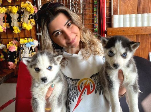 Kari̇zmati̇k Asi̇l Husky Si̇bi̇rya Kurdu Bebekler görsel