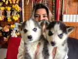 Kari̇zmati̇k Asi̇l Husky Si̇bi̇rya Kurdu Bebekler