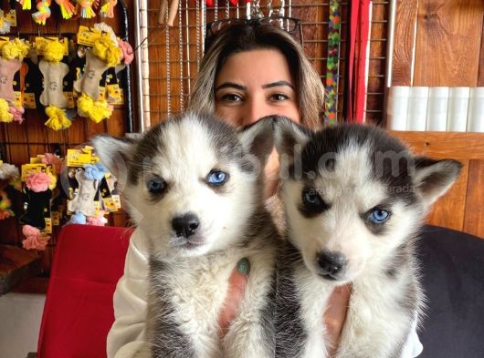 Kari̇zmati̇k Asi̇l Husky Si̇bi̇rya Kurdu Bebekler görsel