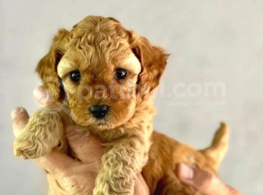 Mükemmel Maltipoo Bebekler