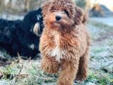Mükemmel Maltipoo Bebekler