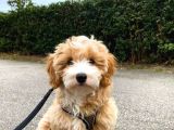 Mükemmel Maltipoo Bebekler