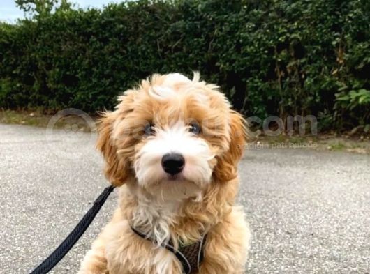 Mükemmel Maltipoo Bebekler görsel