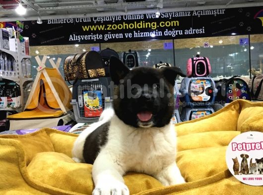 Vonalp Pet Garanti̇li̇ Aki̇ta Inuyavrularimiz