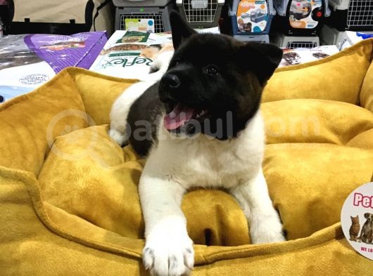 Vonalp Pet Garanti̇li̇ Aki̇ta Inuyavrularimiz görsel
