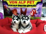 Vonalp Pet Garanti̇li̇ Si̇bi̇rya Kurdu (Husky) Yavrularimiz