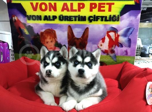 Vonalp Pet Garanti̇li̇ Si̇bi̇rya Kurdu (Husky) Yavrularimiz görsel