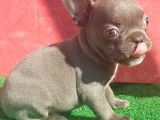 Micro Yapıda Erkek French Bulldog Blue Yavrumuz
