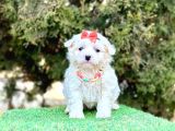 Mini Maltese Sevimli Bebekler