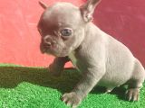 Micro Yapıda Erkek French Bulldog Blue Yavrumuz