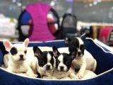 Mükemmel Kali̇tede French Bulldog