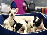 Mükemmel Kali̇tede French Bulldog