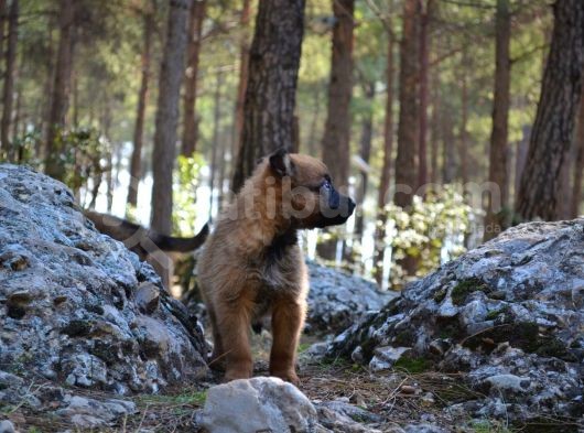 Şov Kaite Belçika Kurdu Yavrusu (Dişi)