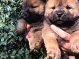 Chowchow Yavrularım Sağlık Ve Irk Garantili