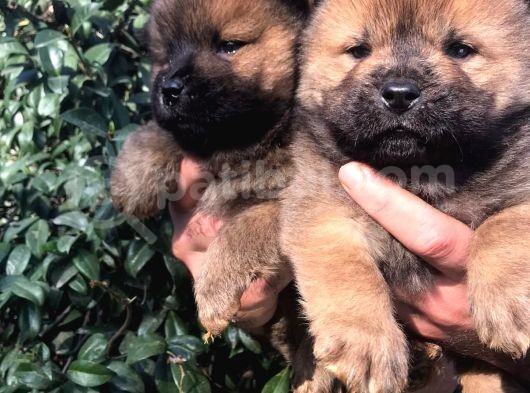Chowchow Yavrularım Sağlık Ve Irk Garantili görsel