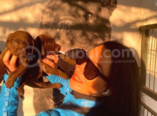 Labrador Çikolta Uavrularım Sağlık Ve Irk Garantili görsel