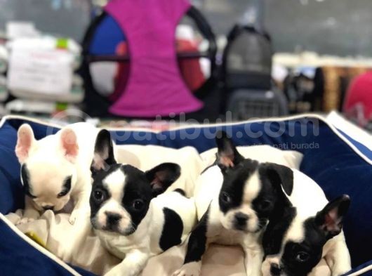 Mükemmel Kali̇tede French Bulldog