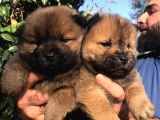 Chowchow Yavrularım Sağlık Ve Irk Garantili