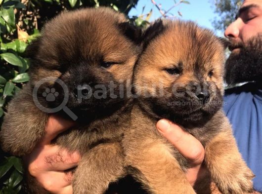 Chowchow Yavrularım Sağlık Ve Irk Garantili görsel