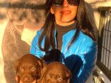 Labrador Çikolta Uavrularım Sağlık Ve Irk Garantili