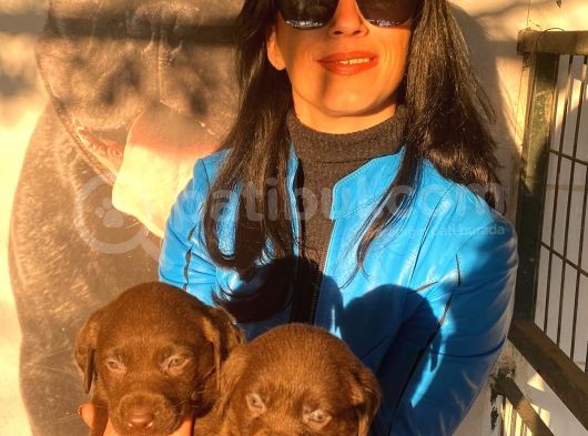 Labrador Çikolta Uavrularım Sağlık Ve Irk Garantili görsel
