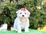Mini Maltese Sevimli Bebekler