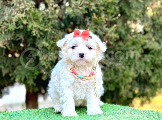 Mini Maltese Sevimli Bebekler görsel