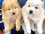 Chowchow Yavrularım Sağlık Ve Irk Garantili