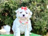 Mini Maltese Sevimli Bebekler