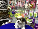 Vonalpet Garanti̇si̇yle Mükemmel Kali̇tede Shi̇h Tzu  Yavrularimiz