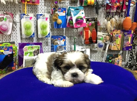 Vonalpet Garanti̇si̇yle Mükemmel Kali̇tede Shi̇h Tzu  Yavrularimiz görsel