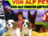 Vonalpet Garanti̇si̇yle Mükemmel Kali̇tede Cavali̇er Ki̇ng Charles  Yavrularimiz