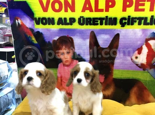 Vonalpet Garanti̇si̇yle Mükemmel Kali̇tede Cavali̇er Ki̇ng Charles  Yavrularimiz görsel