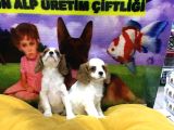 VONALPET GARANTİSİYLE MÜKEMMEL KALİTEDE CAVALİER KİNG CHARLES  YAVRULARIMIZ