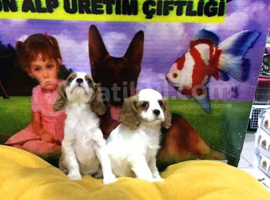 Vonalpet Garanti̇si̇yle Mükemmel Kali̇tede Cavali̇er Ki̇ng Charles  Yavrularimiz