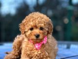 Podyum Güzeli Toy Poodle yavrularımız