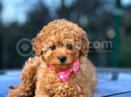 Podyum Güzeli Toy Poodle Yavrularımız