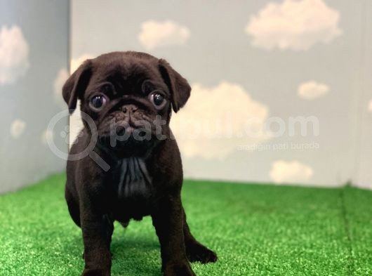 Yüksek Kali̇te Si̇yah Pug Mops Gül Kuyruk
