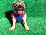Show Class Gül Kuyruk Pug Mops Yavrular