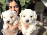 Maltese terrier yavrularımız