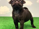 Yüksek Kali̇te Si̇yah Pug Mops Gül Kuyruk