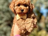 Tr Nin En Özel Toy Poodle Yavruları