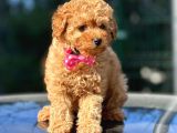 Podyum Güzeli Toy Poodle Yavrularımız