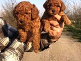 Red Browne Sevimli Toypoodle Yavrularım