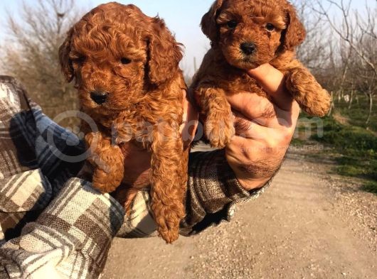 Red Browne Sevimli Toypoodle Yavrularım görsel