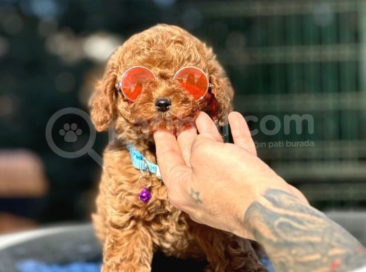 Ailenizin Yeni Üyesi Red Toy Poodle