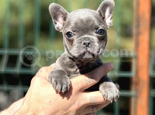 Compact Blue French