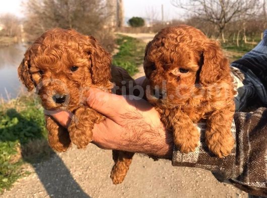 Red Browne Sevimli Toypoodle Yavrularım görsel