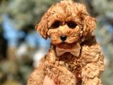 Tr Nin En Özel Toy Poodle Yavruları